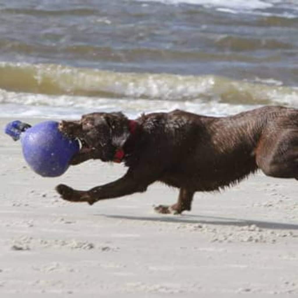 Jolly Ball Tug-N-Toss Dog Toy - 10-Inch Blue Fun for Large and Extra-Large Dogs