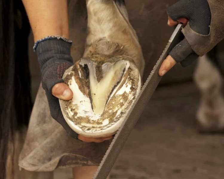 Efficient Black Alloy Steel Rasp - Perfect for Outdoor Horses with Hard Hooves