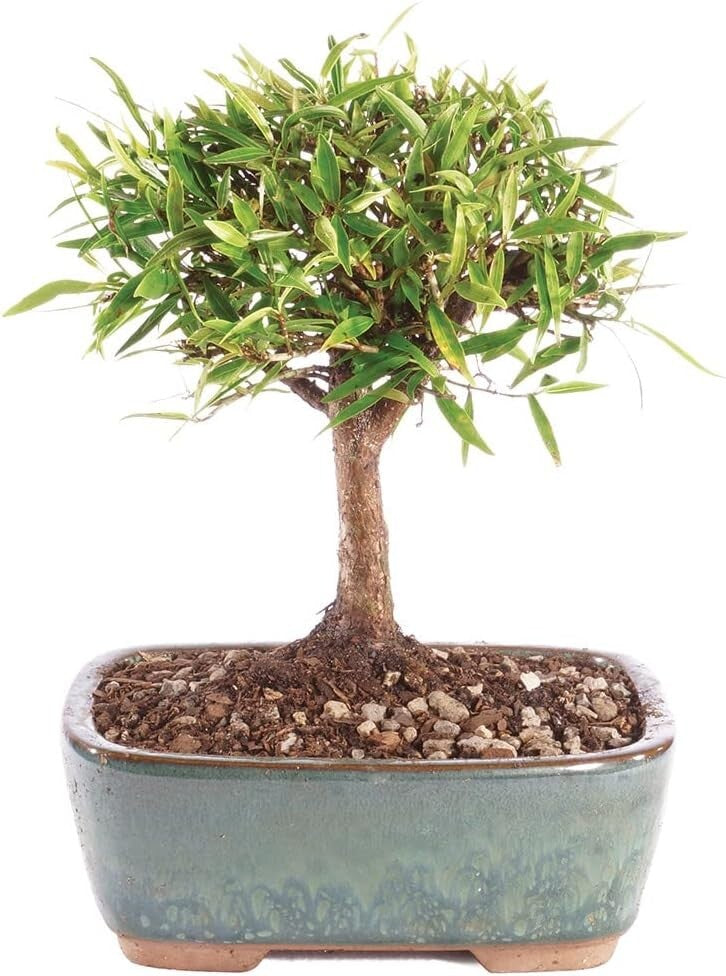 Exquisite Narrow Leaf Ficus Bonsai Tree - Indoor Plant in Elegant Ceramic Pot
