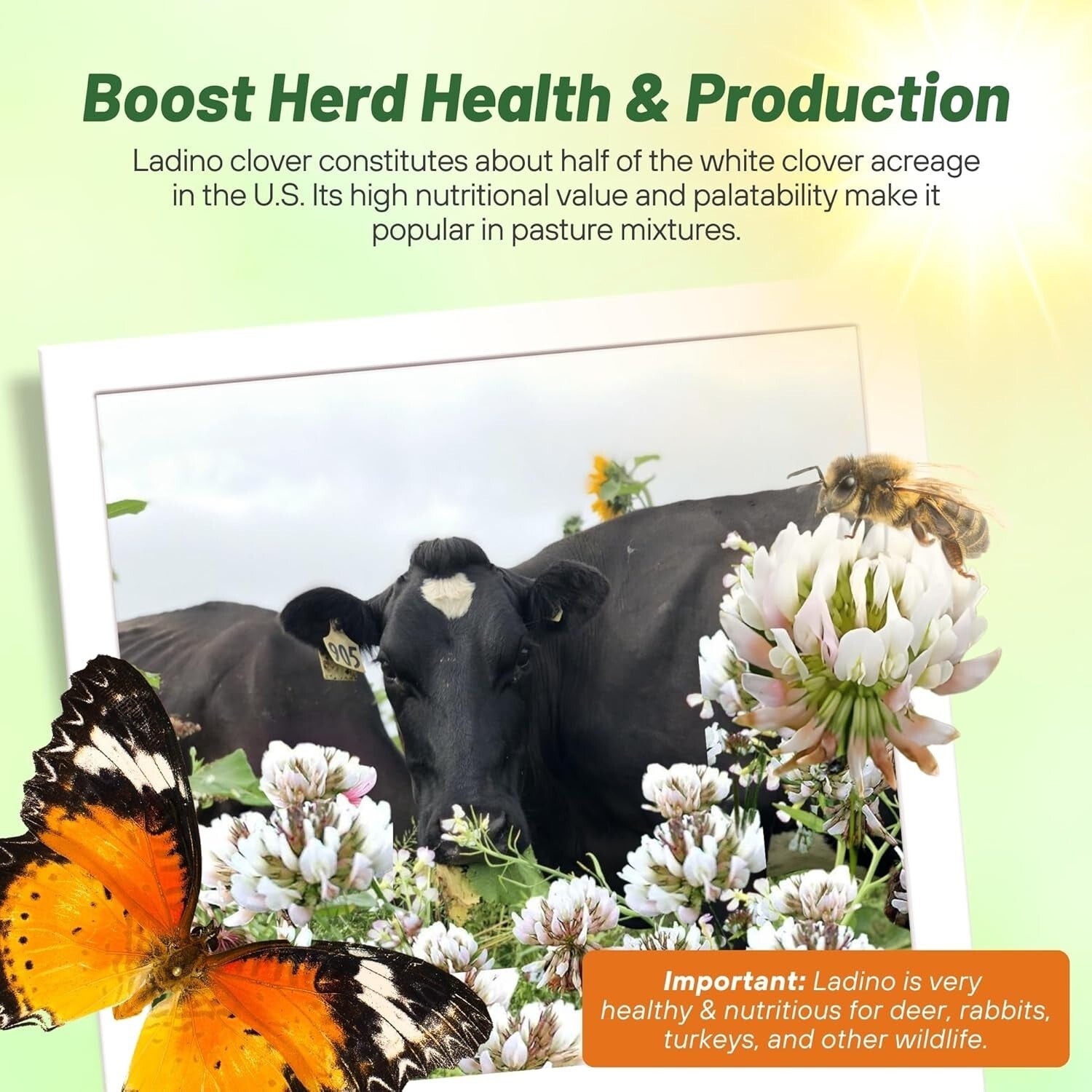 5 lbs. Nitrocoated Perennial White Ladino Clover Seeds - Drought-Tolerant Forage