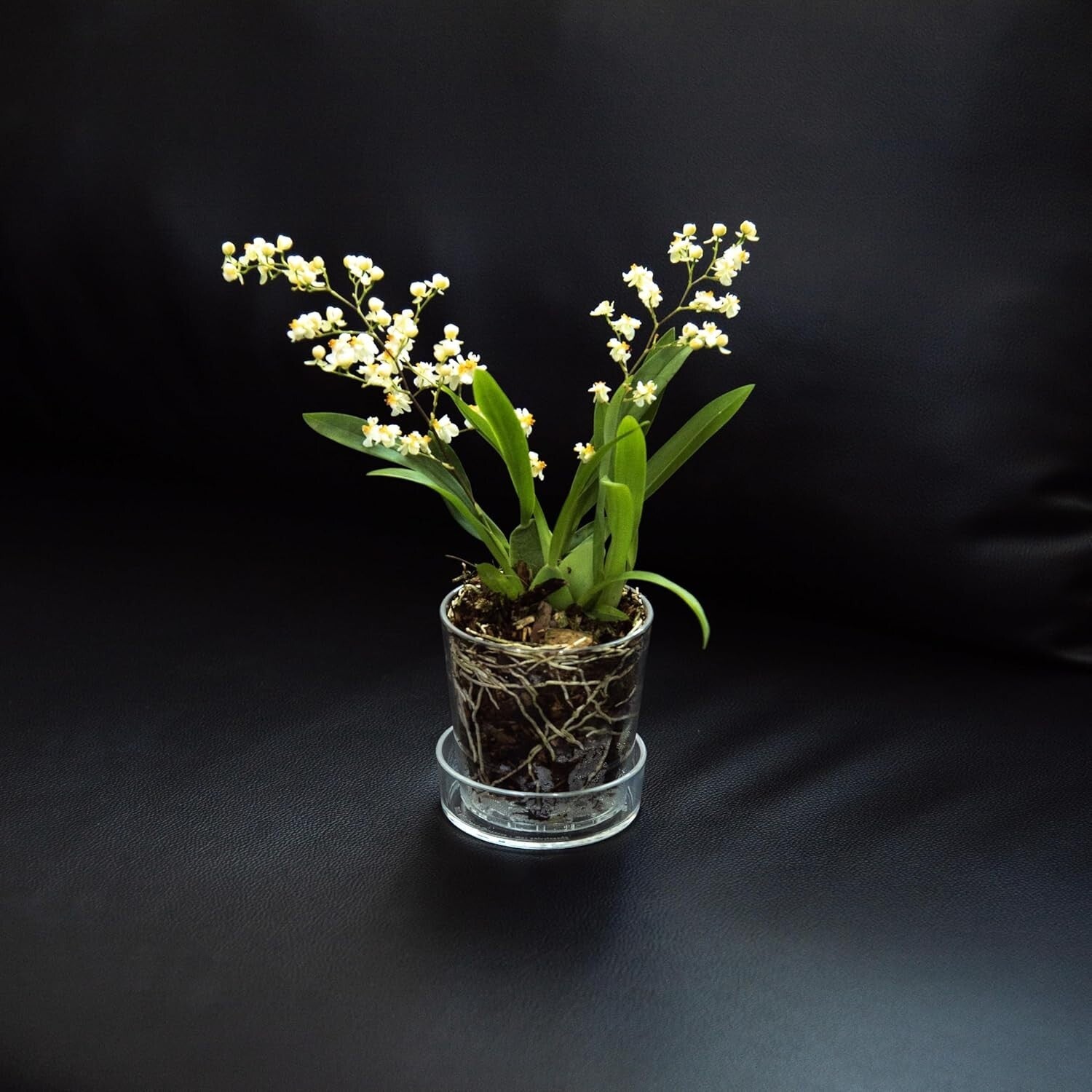 Modern 3.5 Inch Clear Acrylic Pot with Tray - Ideal for Herbs and Succulents