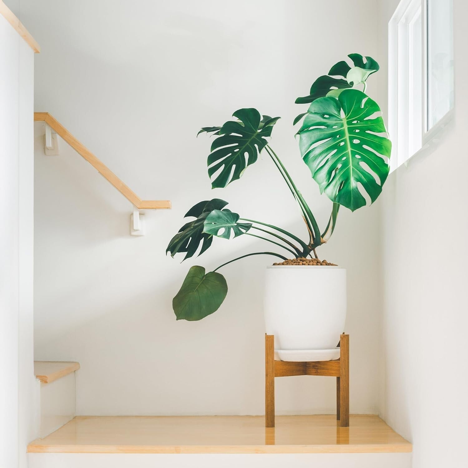 Custom Monstera Potting Soil Mix 30 Quarts - Perfect for Thriving Growth