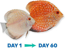 Load image into Gallery viewer, Hikari Vibra Bites 2.2 lb Tropical Fish Food - Color Enhancing Sticks