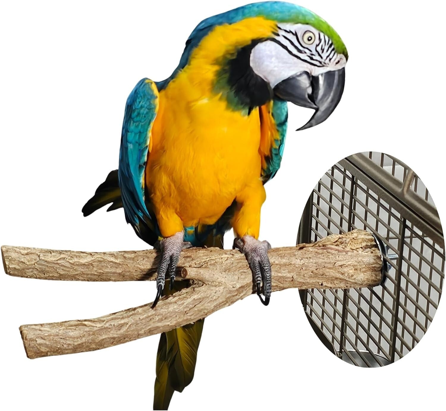 Large Natural Wood Bird Perches for Macaws & Large Parrots – Eco-Friendly Stands