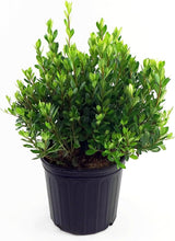 Load image into Gallery viewer, Reliable Blaauw's Pink Azalea Shrub - 4-5ft Height, Perfect for Landscaping