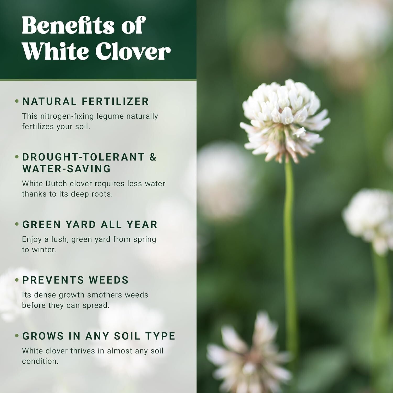 5000 sq ft White Dutch Clover Seed - Year-Round Green & Water-Efficient Solution