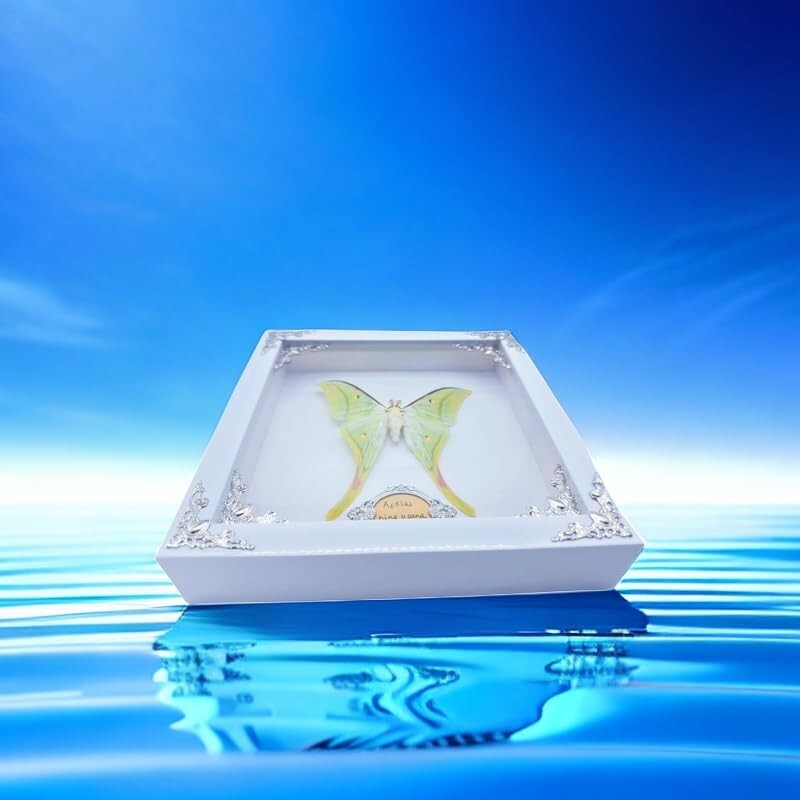 Real Framed Butterfly & Moth Specimens in Solid Wood - Unique Nature Decor