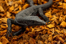 Load image into Gallery viewer, Versatile 72-Quart Organic Coconut Bedding for Reptiles, Amphibians, &amp; Breeders