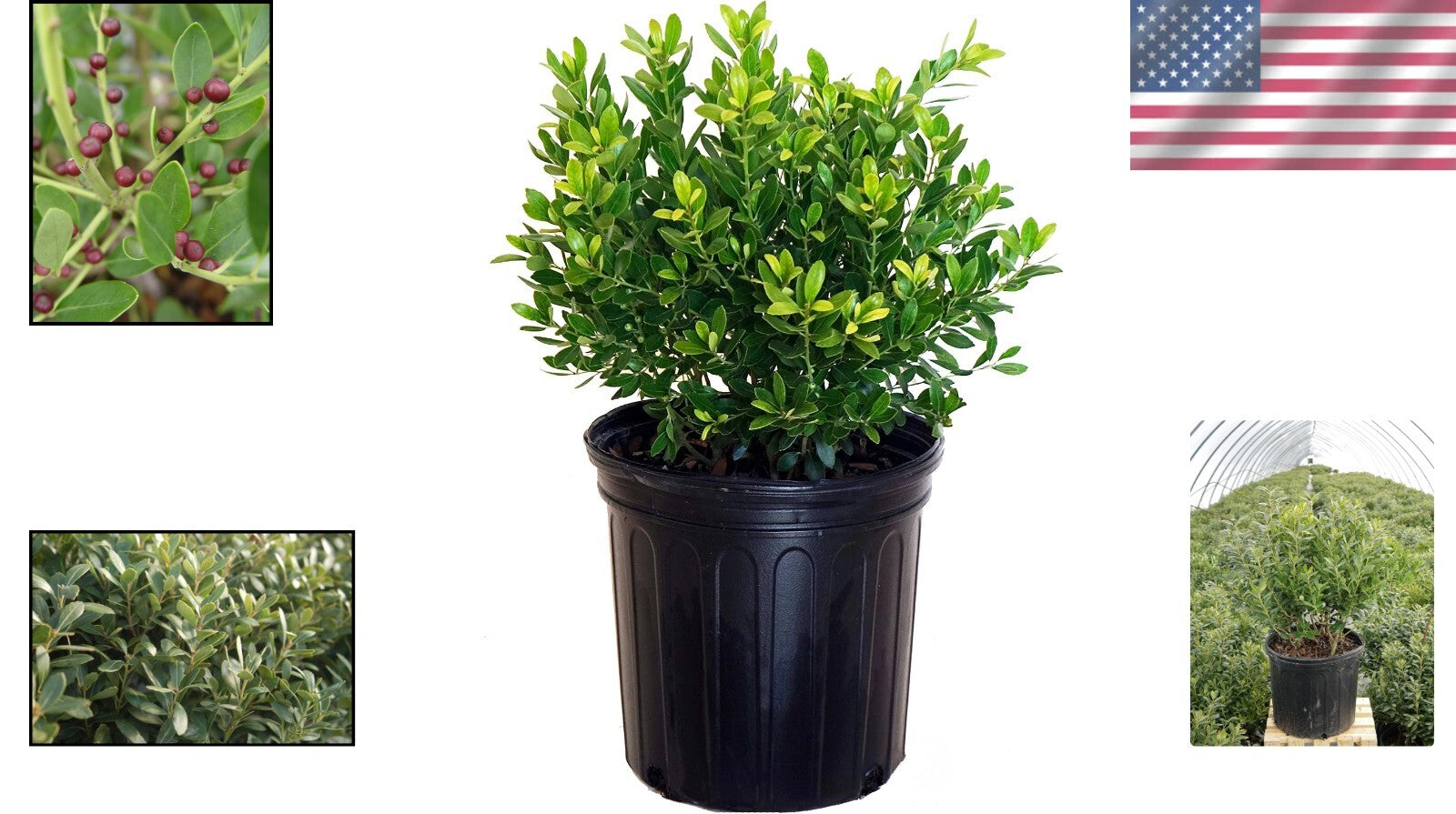 Evergreen Ilex Glabra 'Densa' - Hardy Holly for Moderate Watering | 3-4ft Height