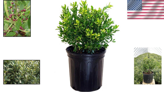 Evergreen Ilex Glabra 'Densa' - Hardy Holly for Moderate Watering | 3-4ft Height