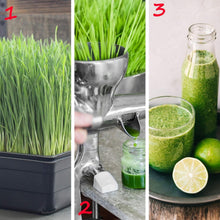 Load image into Gallery viewer, Minimalist Black Gardening Trays - 10-Pack with Drain Holes for Indoor Use