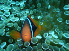 Load image into Gallery viewer, Versatile 20MP Underwater Digital Camera - 4K Video &amp; Macro Mode with LED Light