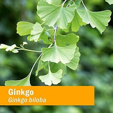 Load image into Gallery viewer, 4oz Organic Ginkgo Extract for Enhanced Concentration and Healthy Circulation