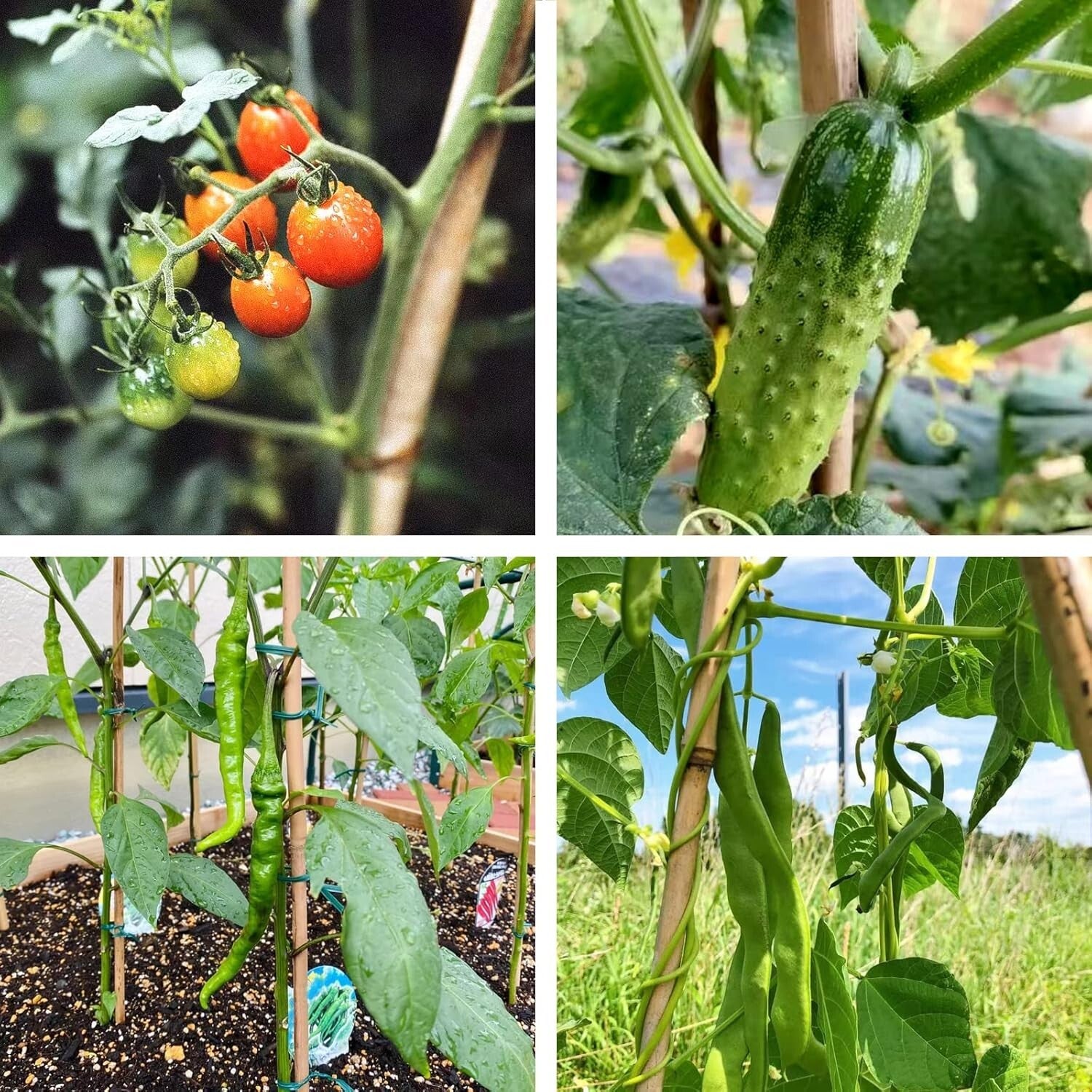 Eco-Friendly 6FT Bamboo Stakes – Ideal Support for Climbing Beans and Vines