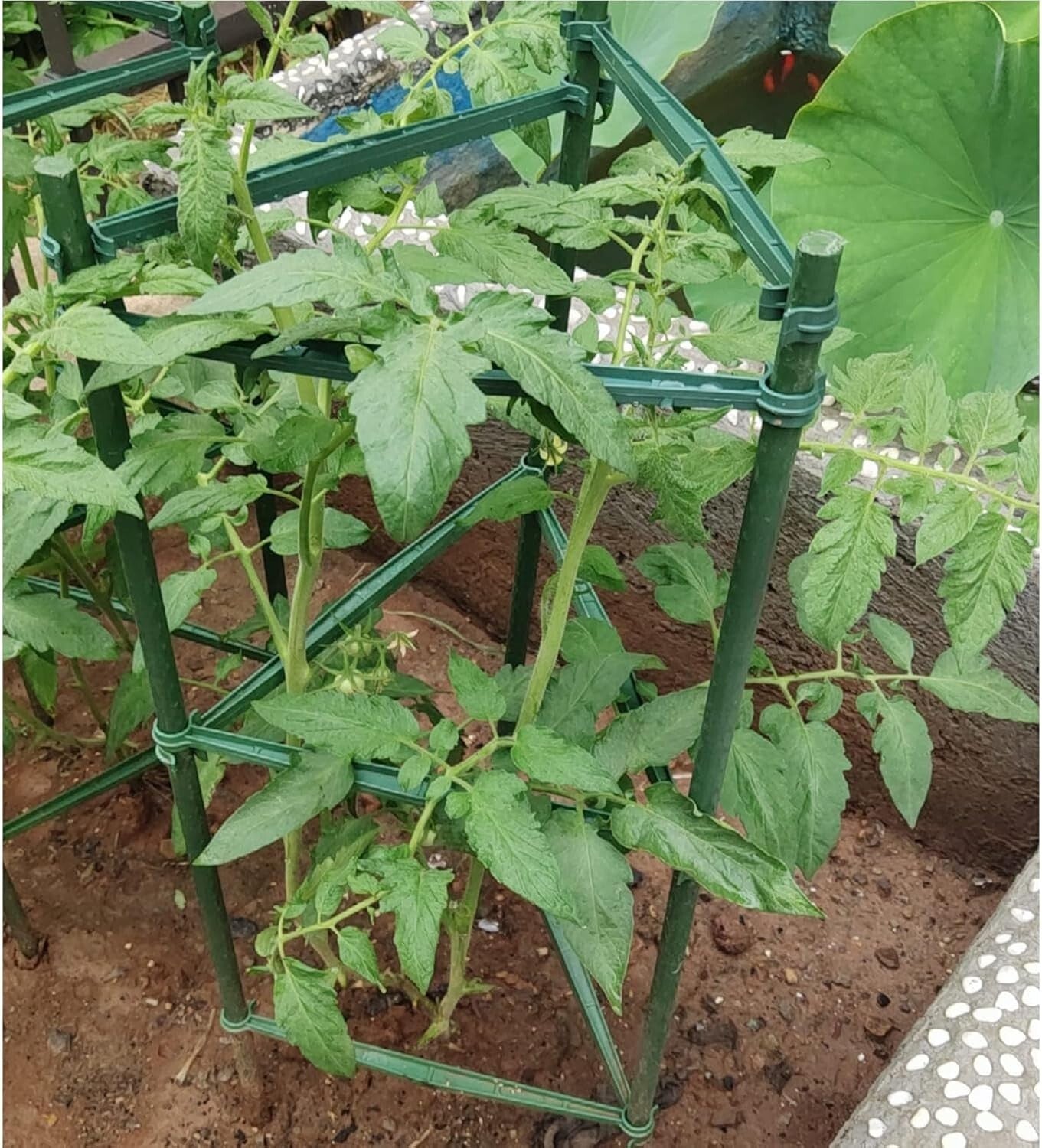 6-Pack 6ft Green Tomato Cages - Durable Support for Climbing Plants & Vegetables