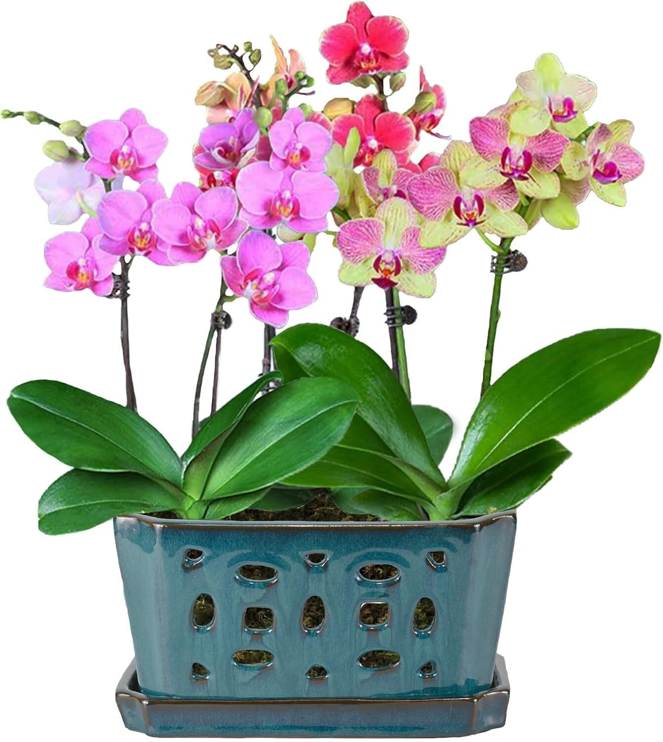 Durable Ceramic Orchid Pot with Saucer - 9.7" Teal Indoor/Outdoor Planter