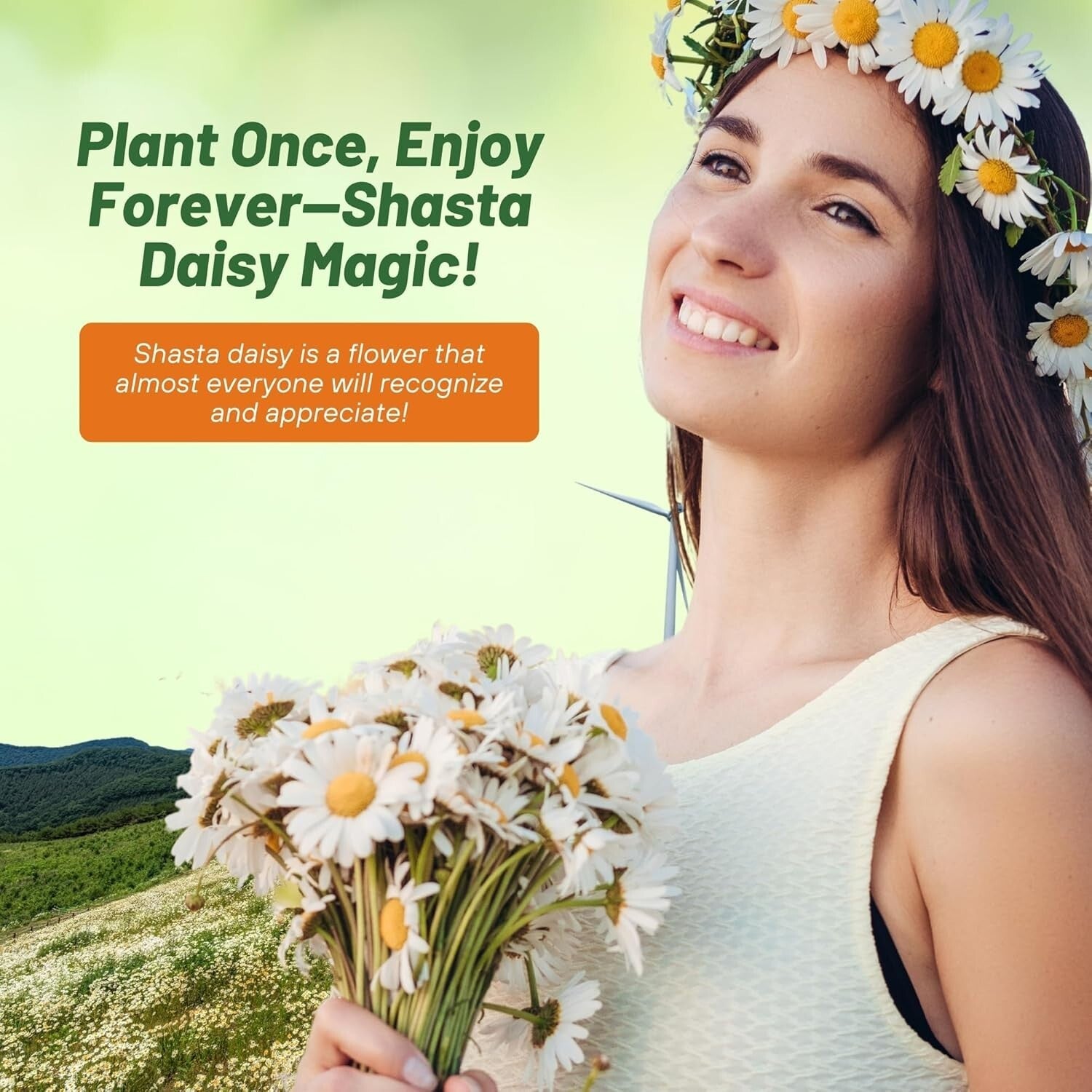 1 Lb. Shasta Daisy Seeds - Perennial, Deer Resistant & Drought Tolerant Flowers