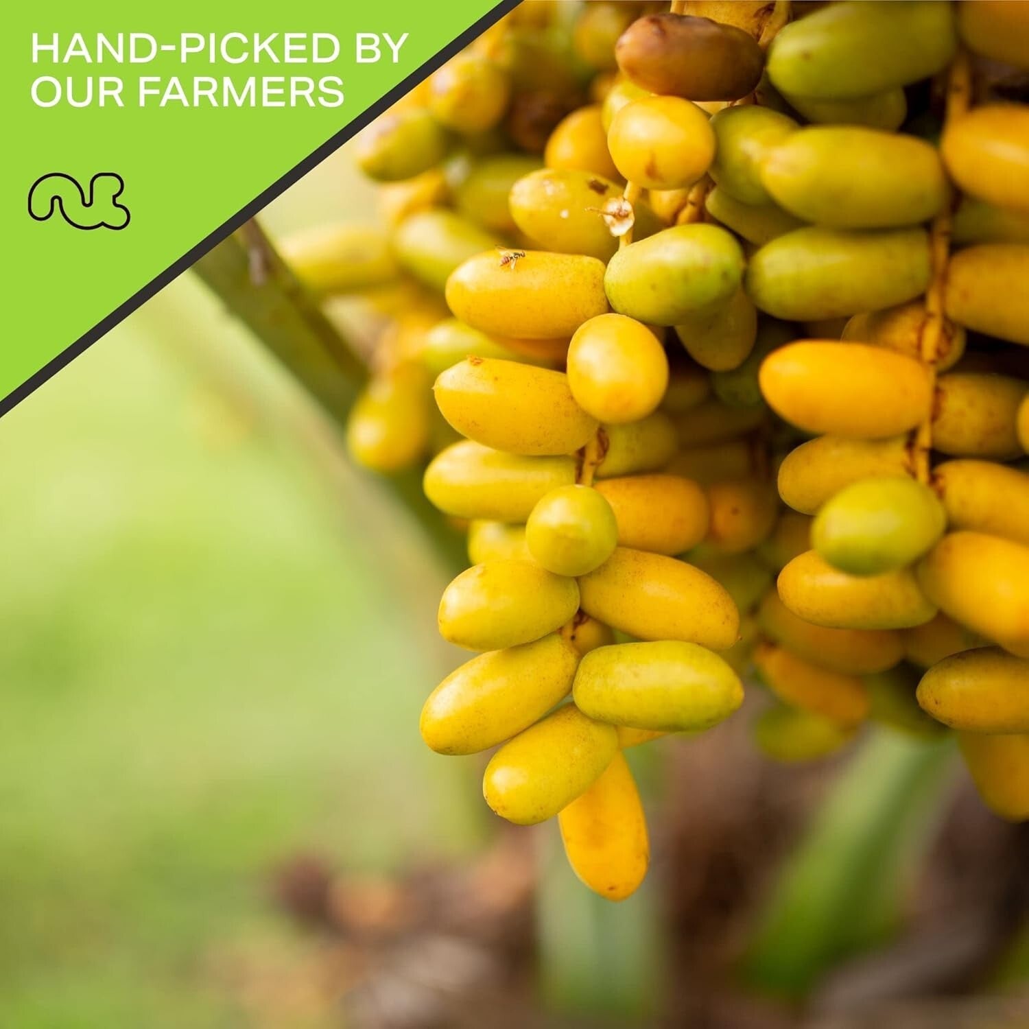 80oz Jumbo Medjool Dates - Sun Dried, No Sugar Added, Resealable Freshness