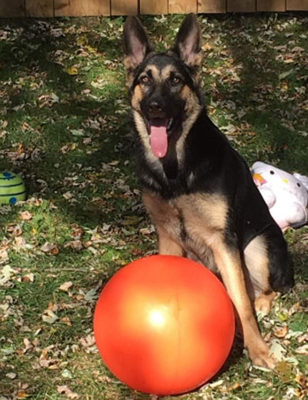 14-Inch Hard Plastic Dog Ball - Perfect for Herding and Push Play Outdoors