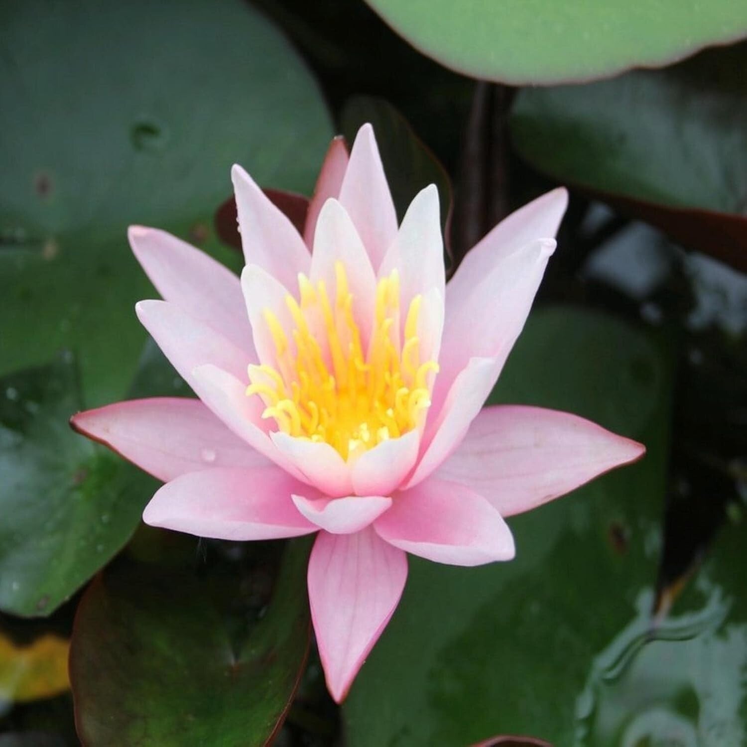 Live Water Lilies - Pink Flowering Rhizome Plant for Thriving Outdoor Spaces