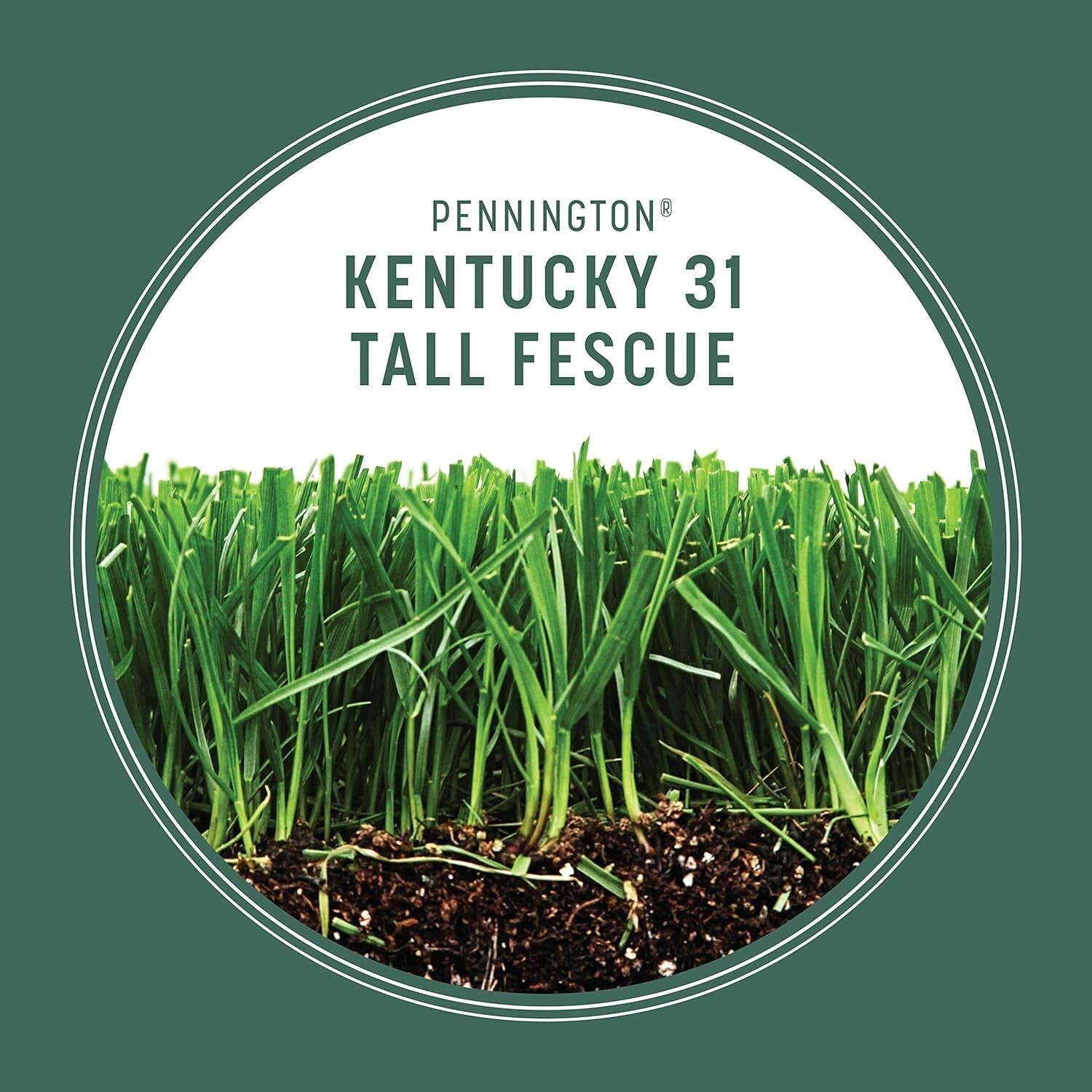 Kentucky 31 Tall Fescue Grass Seed 20 lb - Durable Lawn Solution for 4,000 sq ft