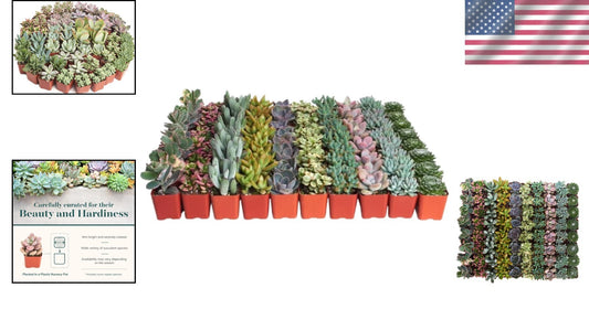 Charming 64-Pack of Pastel Succulents - Low-Maintenance Favors for Any Occasion
