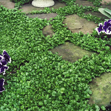 Load image into Gallery viewer, Dense Green Dichondra Repens Seeds - Easy Erosion Control &amp; Year-Round Color