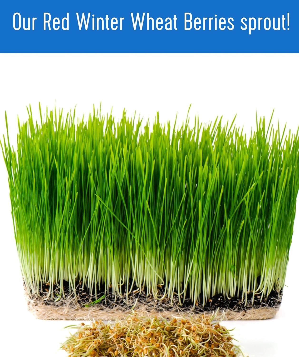 Certified Kosher Non-GMO Wheat Berries | Family Farmed | 18 LBS Premium Quality