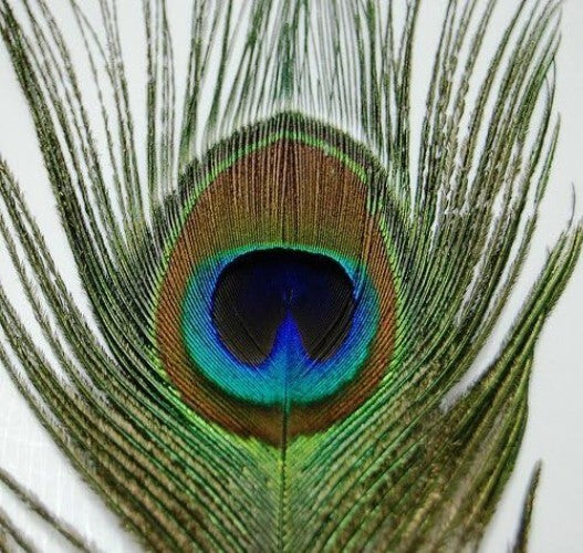 Vibrant 25 Pcs Peacock Feathers 45"-50" - Perfect for Crafting and Events
