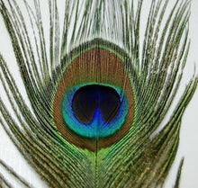 Load image into Gallery viewer, Vibrant 25 Pcs Peacock Feathers 45"-50" - Perfect for Crafting and Events