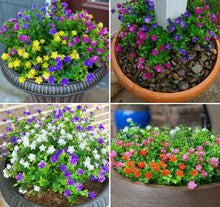 Load image into Gallery viewer, Vibrant 24 Bundles of Lifelike Boxwood Faux Flowers for Indoor &amp; Outdoor Decor