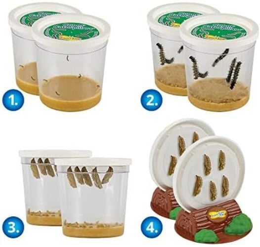 Live Caterpillar Kit with 12" Habitat - Experience Butterfly Metamorphosis