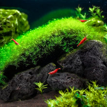 Load image into Gallery viewer, Porous Black Lava Stones (3-10in, 16lbs) - Perfect for Aquarium Setup and Health