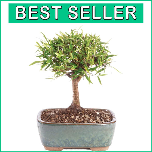 Exquisite Narrow Leaf Ficus Bonsai Tree - Indoor Plant in Elegant Ceramic Pot