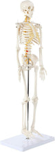 Load image into Gallery viewer, Lightweight 31" Mini Skeleton Anatomy Model - Perfect for Halloween or Classroom