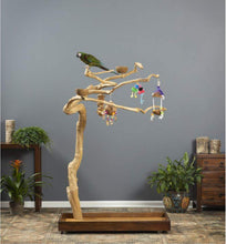Load image into Gallery viewer, Medium Coffeewood Tree Playstand - Ideal for Cockatiels, Quakers, and Conures