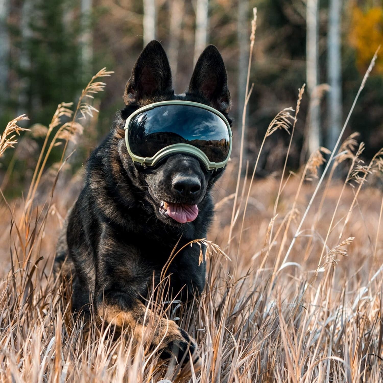 V2 X-Large Dog Goggles in Black - Protective Eyewear for Active Pups