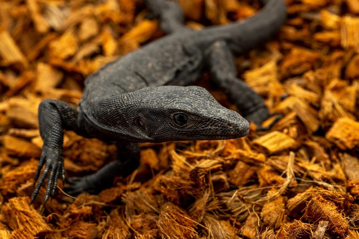 72 Quart Compressed Coconut Chip Substrate for Tortoise, Gecko & Snake Habitats