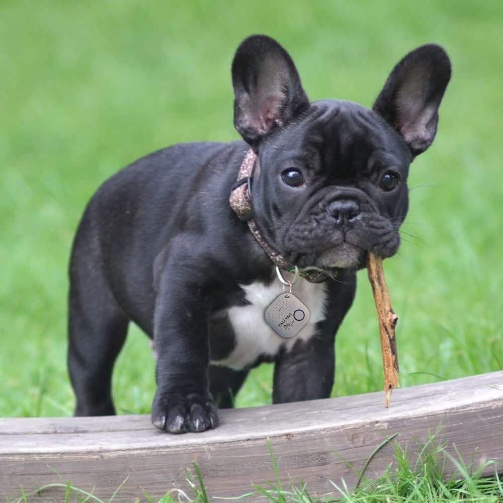 Innovative Bluetooth Location Tracker - Two-Way Alerts & GPS for Every Life Need