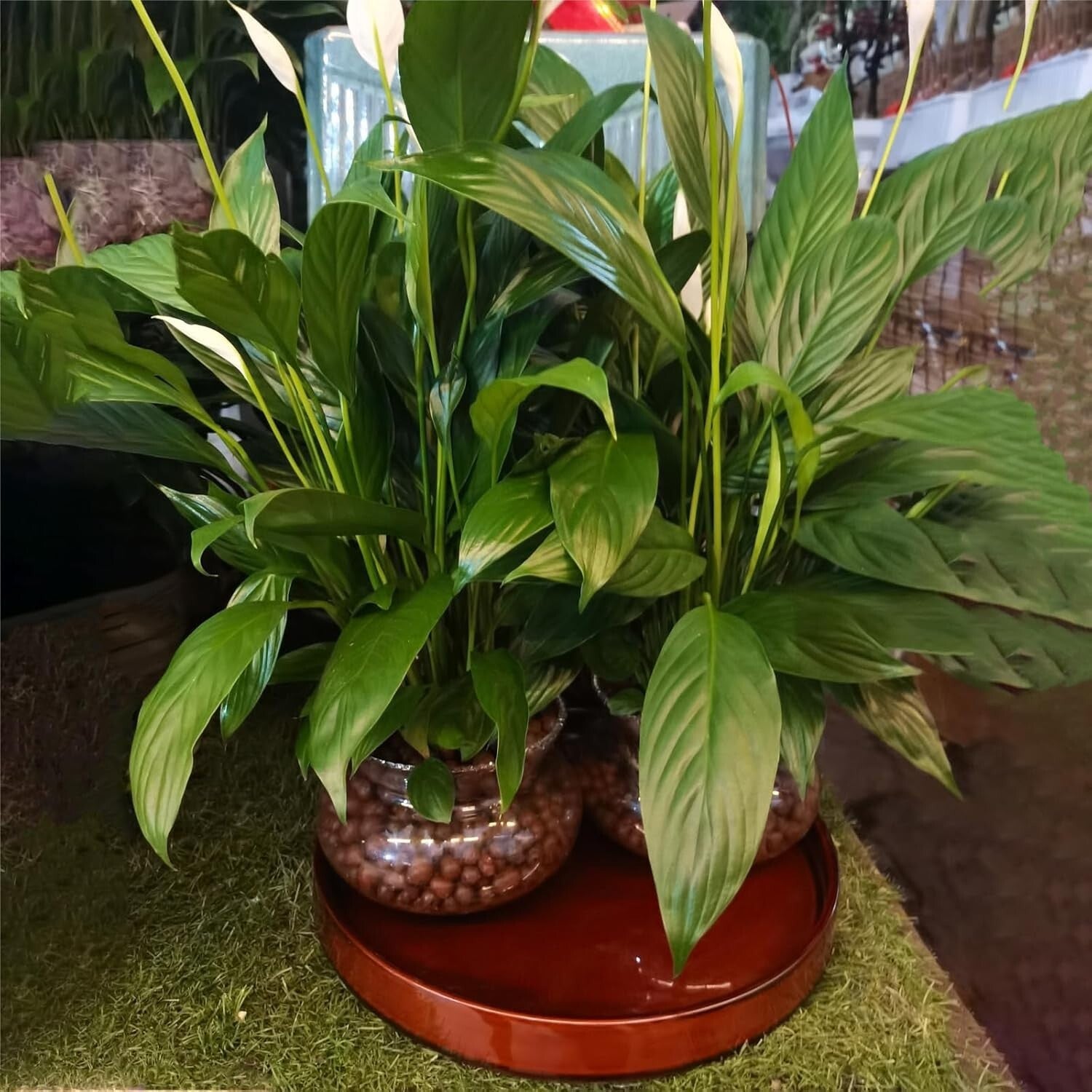 Elegant 12.5-Inch Ceramic Plant Saucer for Indoor & Outdoor Water Drainage