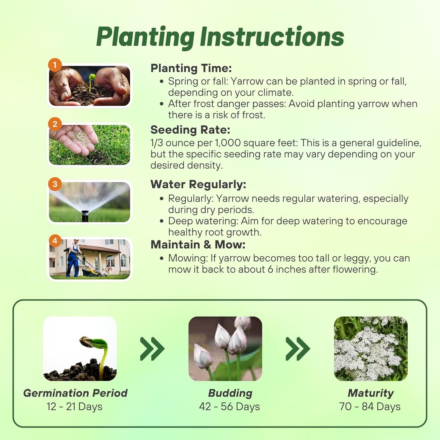 GMO-Free Wildflower Seeds - 1 lb Achillea Millefolium Yarrow for Outdoor Gardens