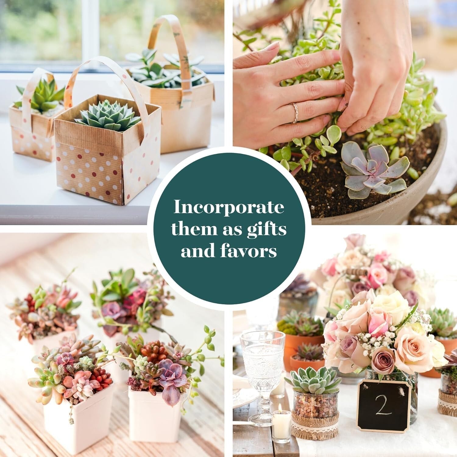Charming 64-Pack of Pastel Succulents - Low-Maintenance Favors for Any Occasion