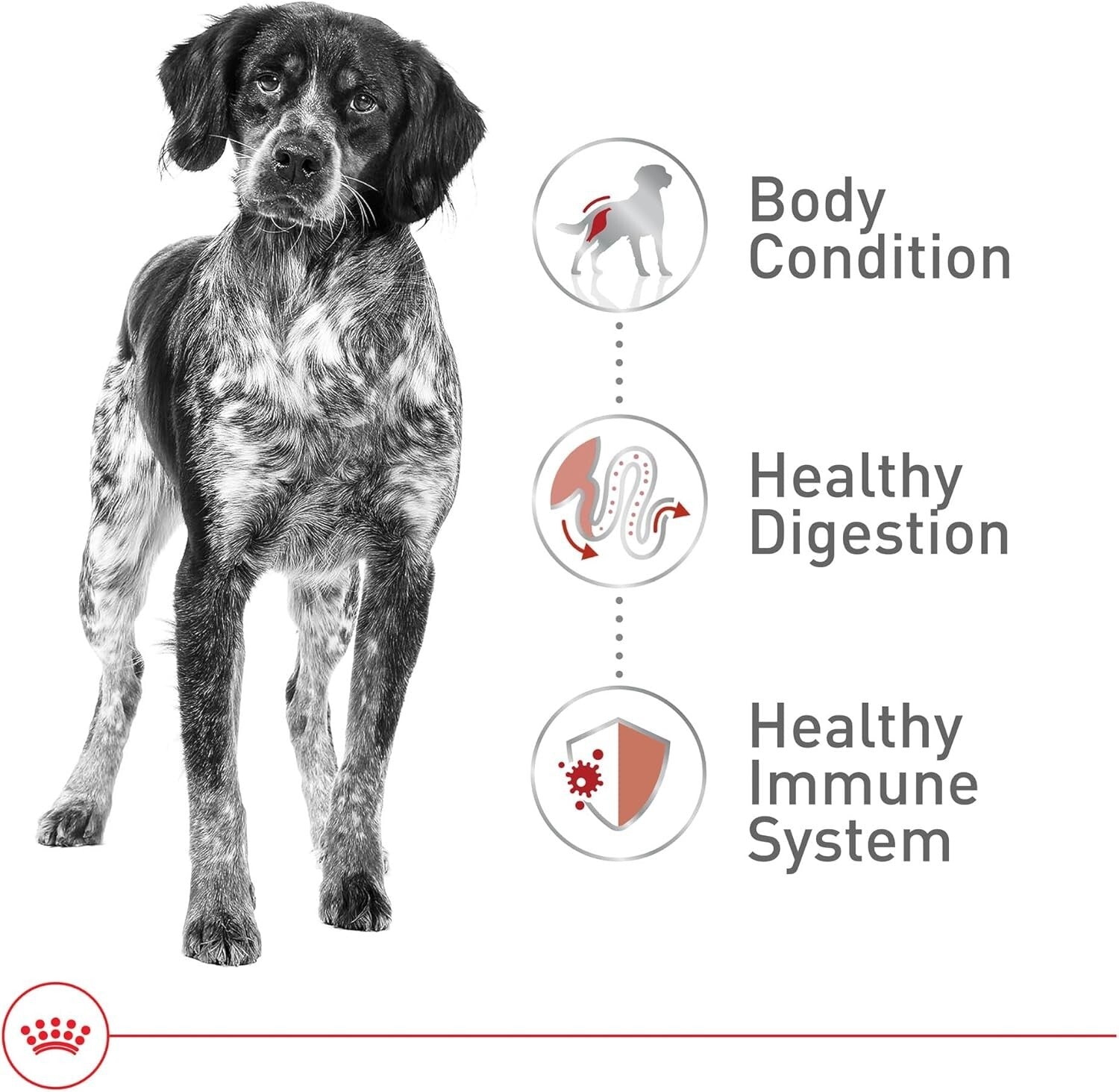 40 lb Medium Adult Dry Dog Food with Antioxidants for Healthy Immune System