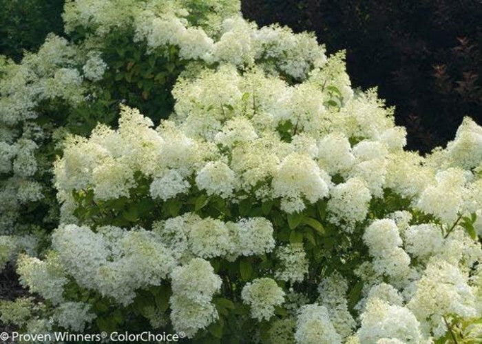 Dwarf Bobo Hydrangea Shrub - White Blooms for Small Gardens, 30-36 in