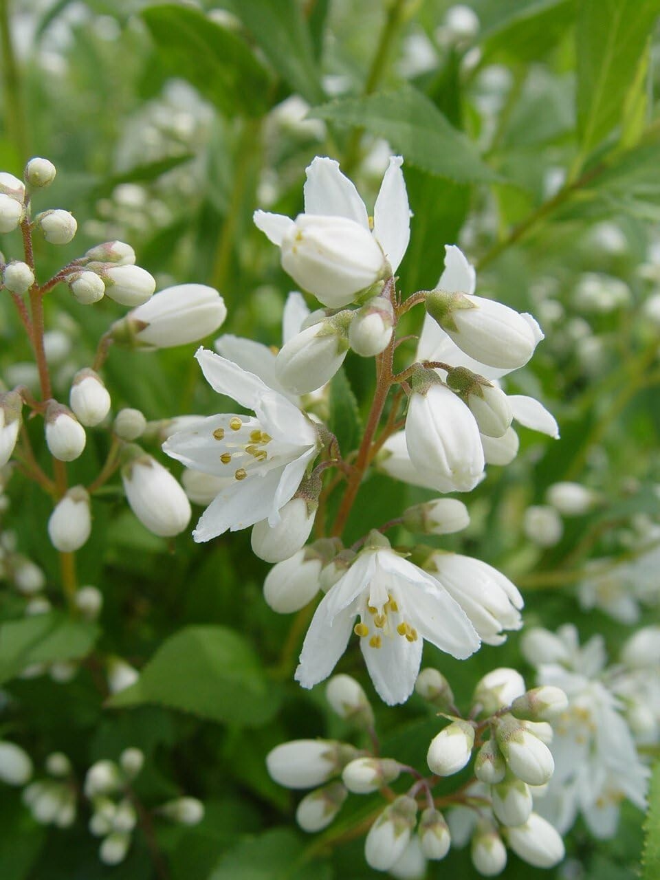 Fully-rooted Yuki Snowflake Deutzia Shrub - Blooming White Elegance in Spring