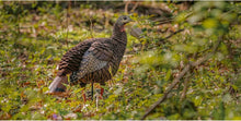 Load image into Gallery viewer, Authentic HDR Hen Turkey Decoy - Detailed, Durable &amp; Portable for Hunters