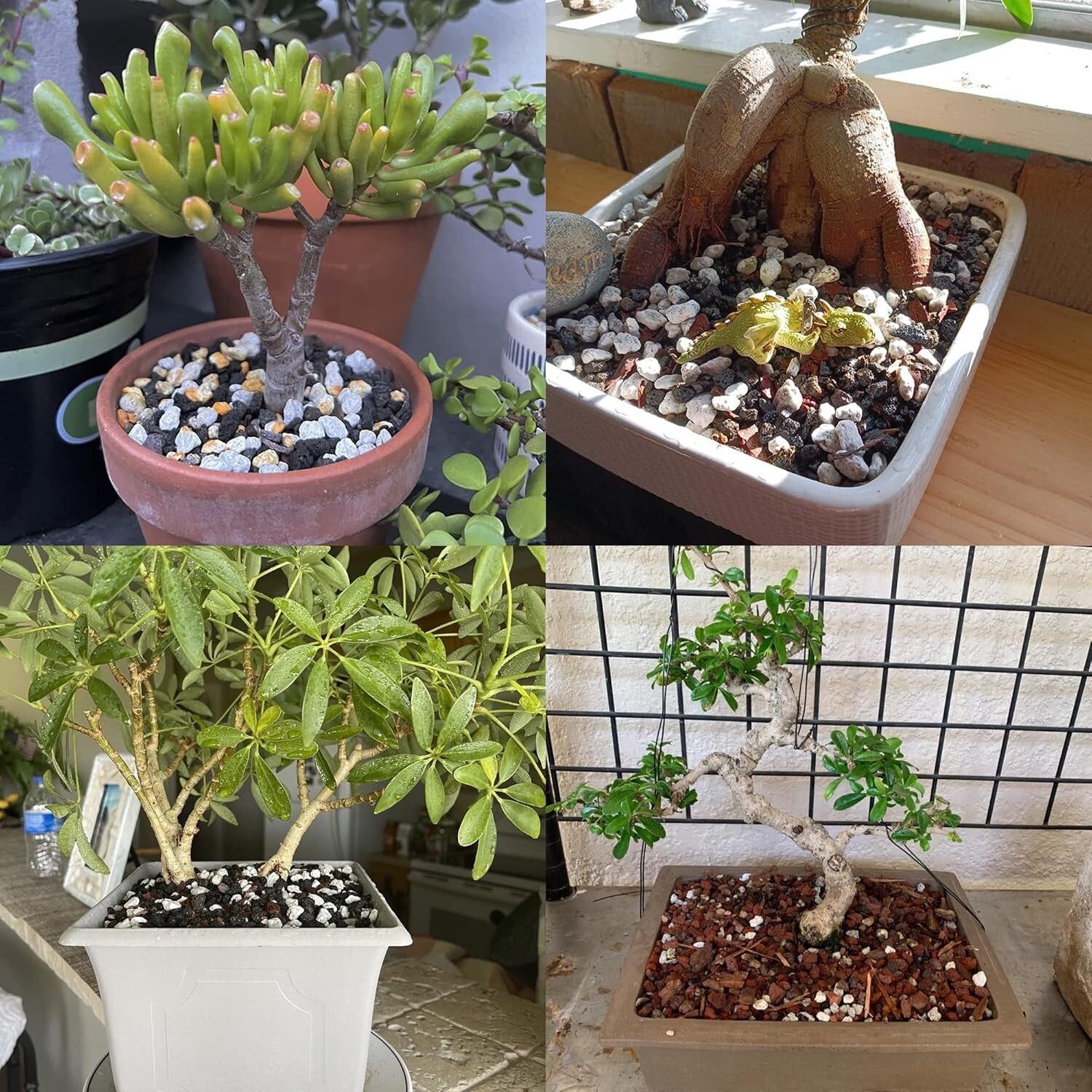 20QT Premium Horticultural Pumice for Succulents & Cactus - Natural Drainage