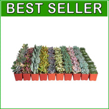 Load image into Gallery viewer, Pastel Succulent Plant Pack - 64 Mini Low-Maintenance Plants for Gifts &amp; Decor