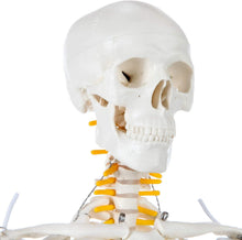 Load image into Gallery viewer, Lightweight 31" Mini Skeleton Anatomy Model - Perfect for Halloween or Classroom