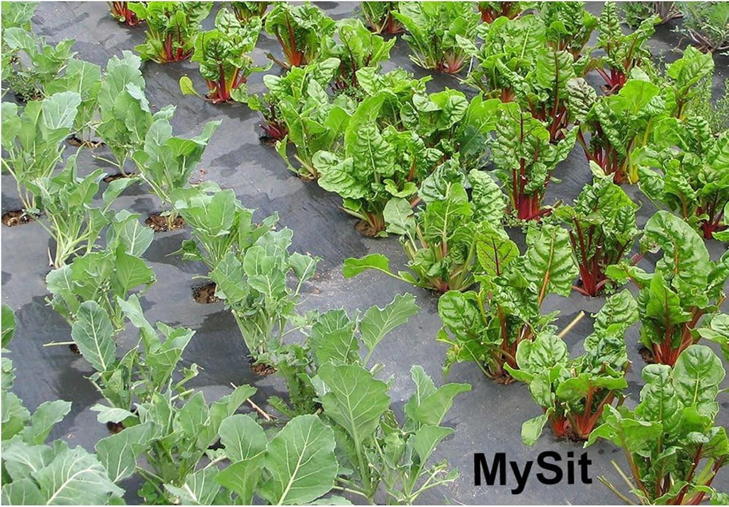 12” Heavy Duty Landscape Staples - 200 Galvanized Steel Pegs for Garden Use